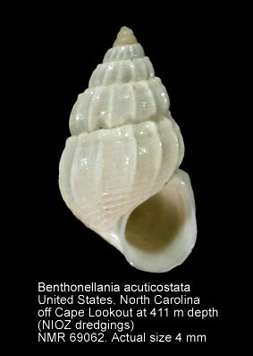 Benthonellania acuticostata.jpg - Benthonellania acuticostata(Dall,1889)